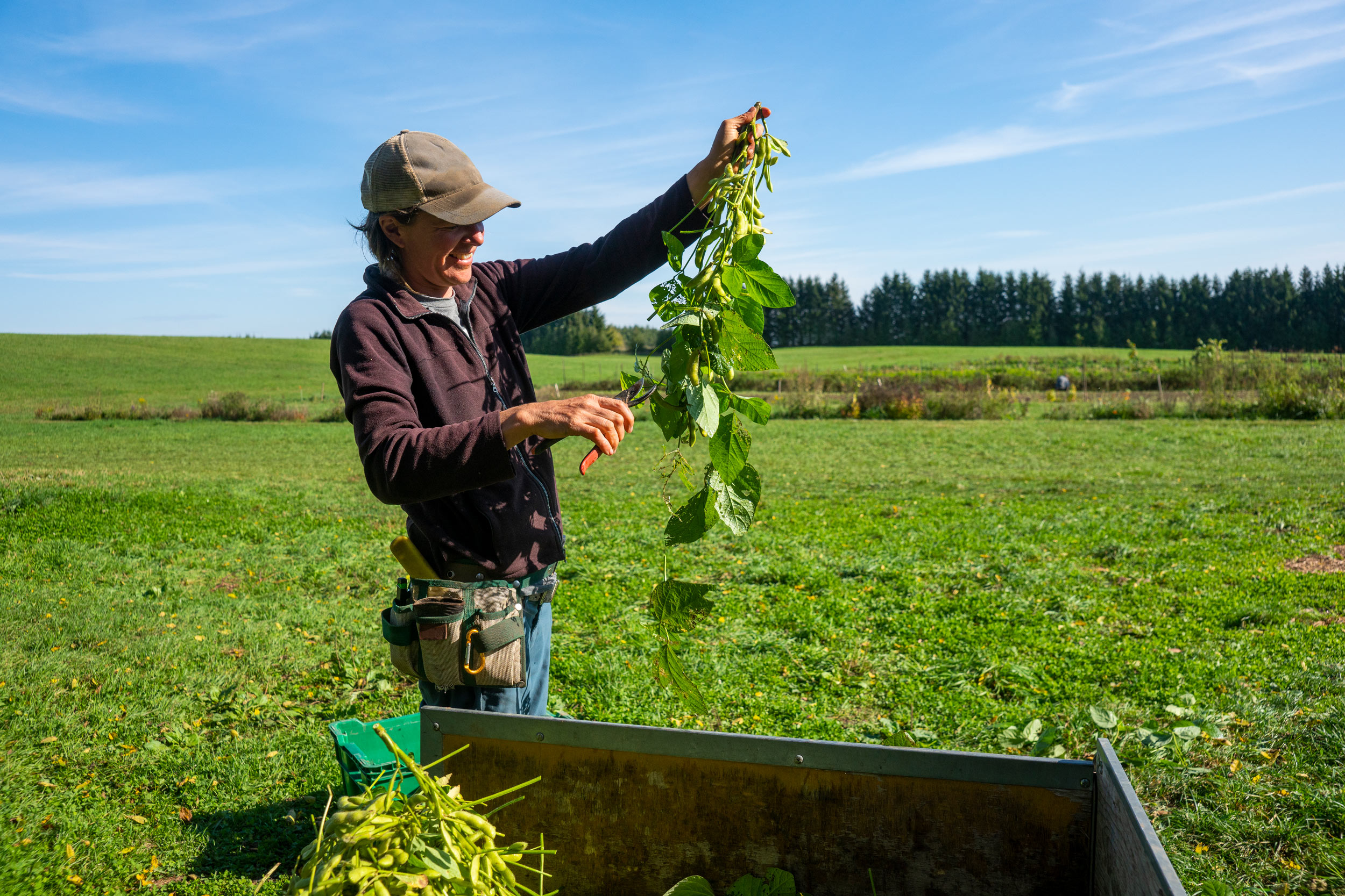 European farmer holding crops up on potato field